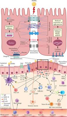 Nasal Epithelial Barrier Integrity and Tight Junctions Disruption in Allergic Rhinitis: Overview and Pathogenic Insights